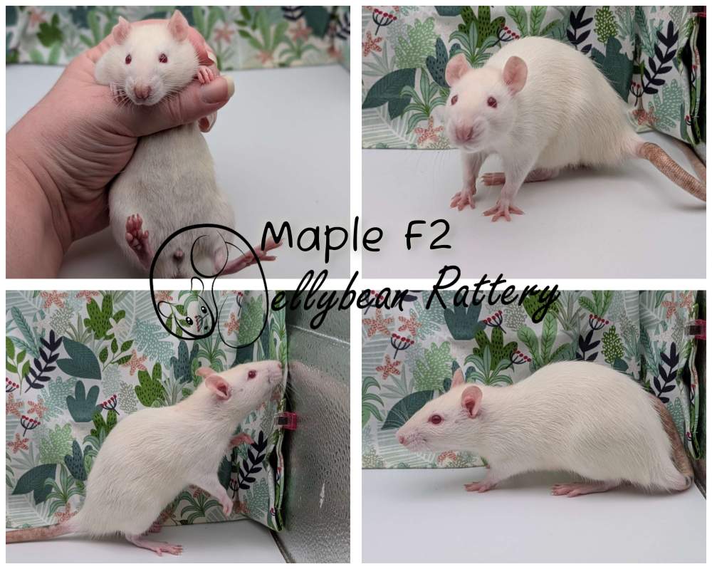 Fancy rat Pet only Rattus norvegicus 