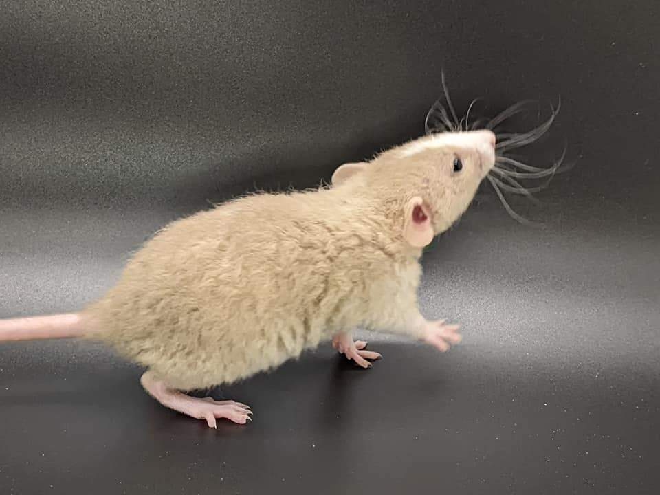 Fancy rat Pet only Rattus norvegicus 