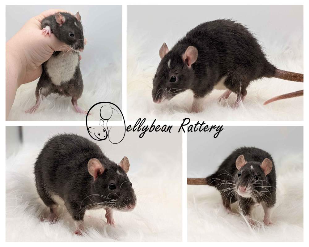Fancy rat Pet only Rattus norvegicus 