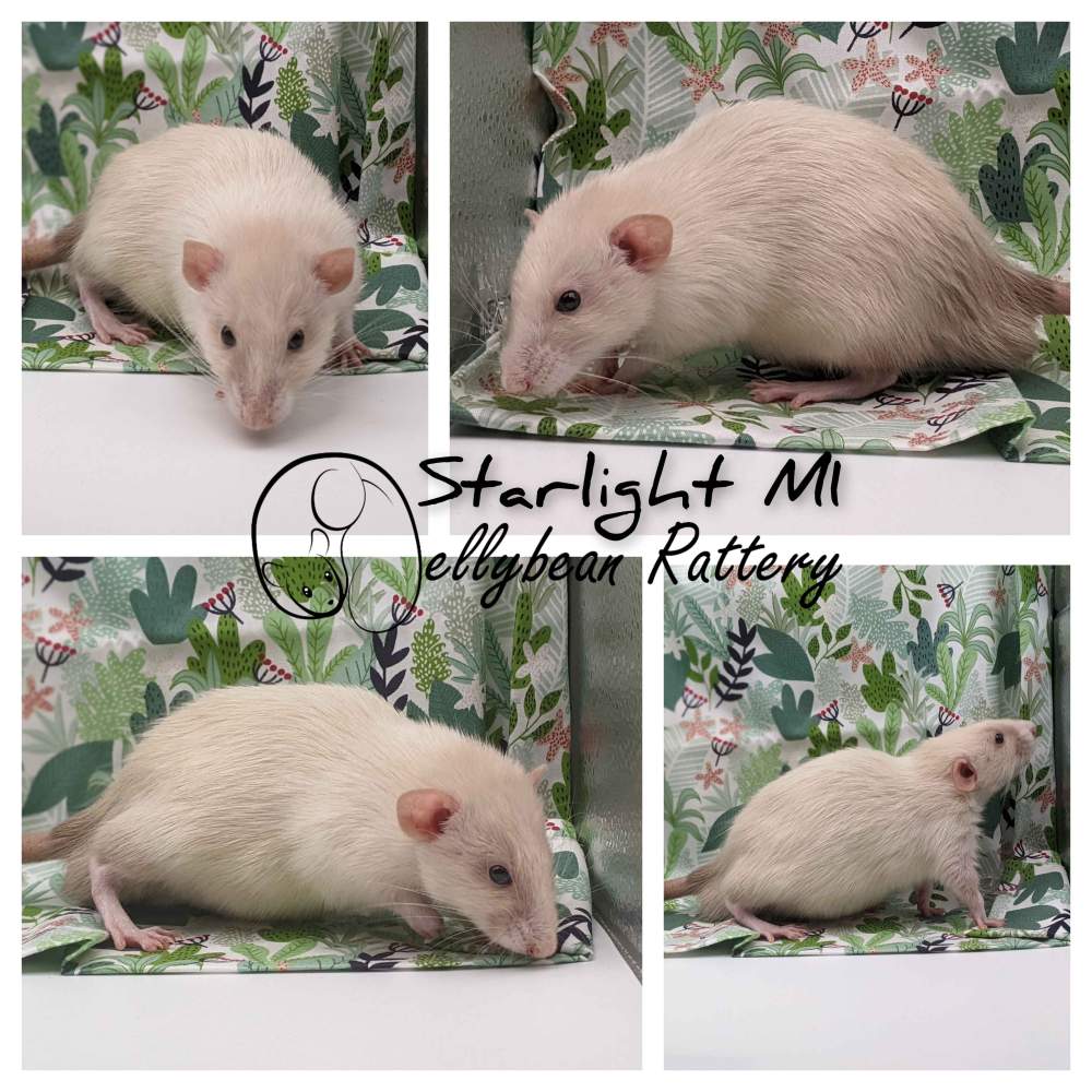 Fancy rat Pet only Rattus norvegicus 