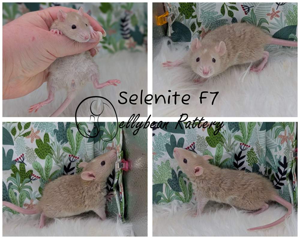 Fancy rat Breeder Rattus norvegicus 