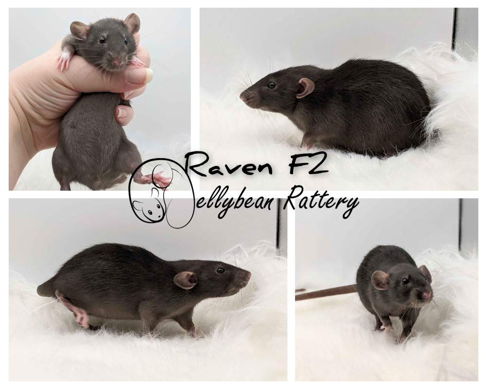 Fancy rat Pet only Rattus norvegicus 