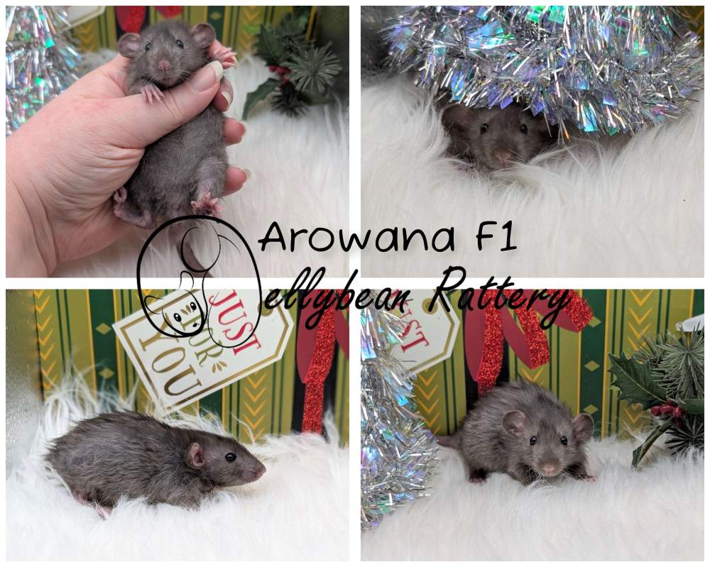Fancy rat Pet only Rattus norvegicus 