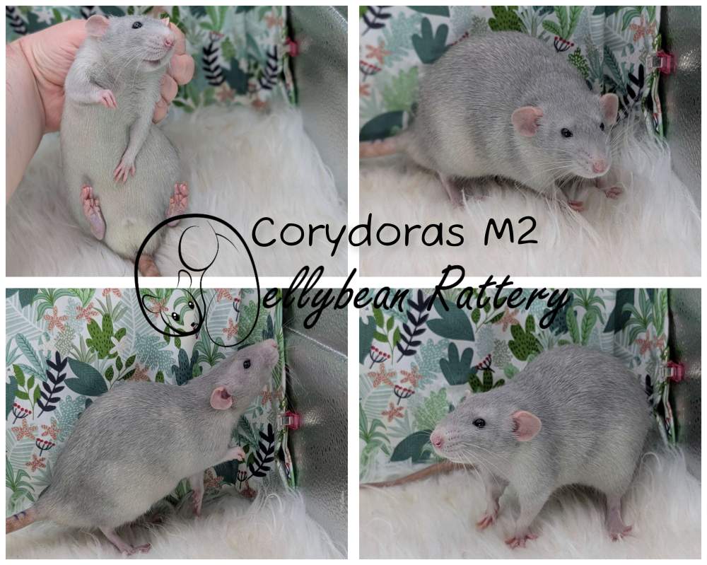 Fancy rat Breeder Rattus norvegicus 