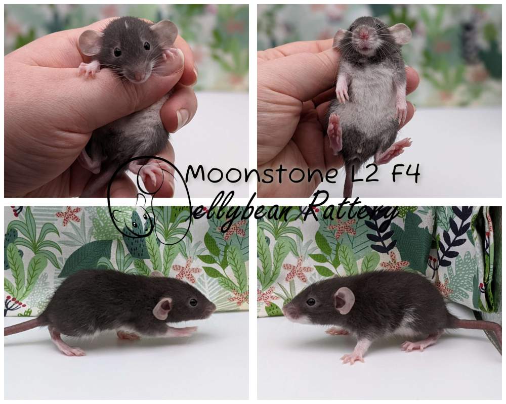 Fancy rat Pet only Rattus norvegicus 