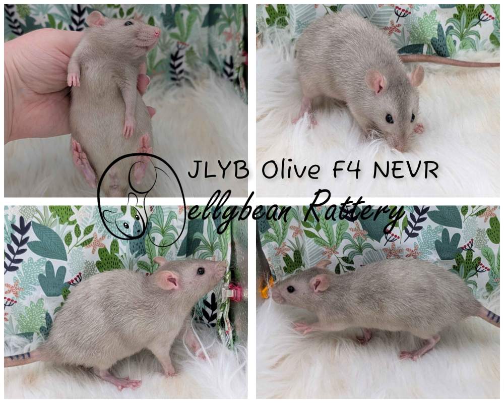 Fancy rat Pet only Rattus norvegicus 