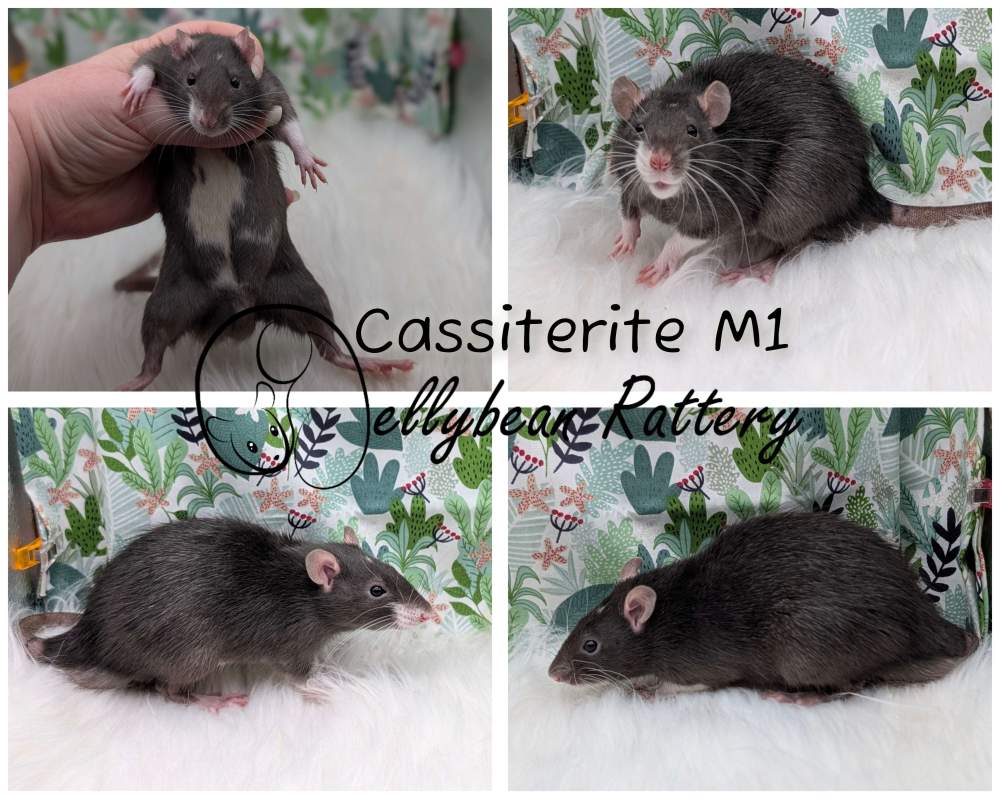 Fancy rat Pet only Rattus norvegicus 