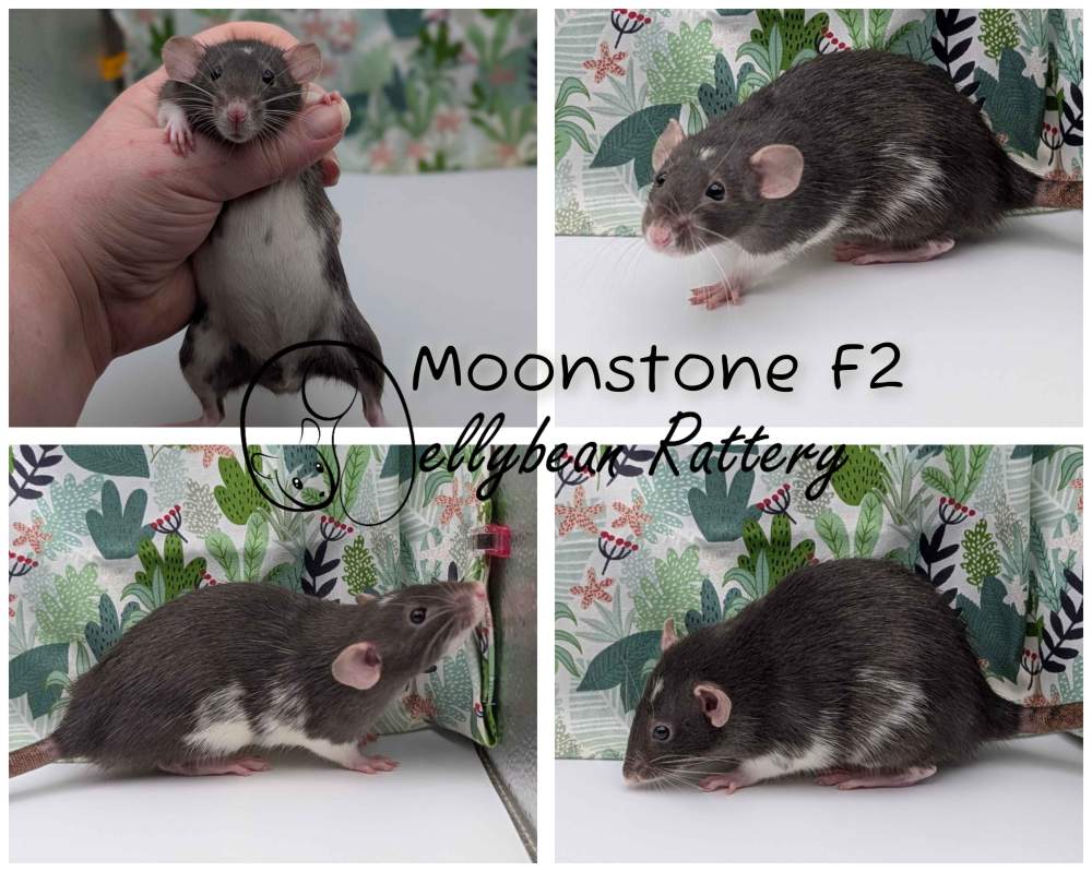 Fancy rat Breeder Rattus norvegicus 