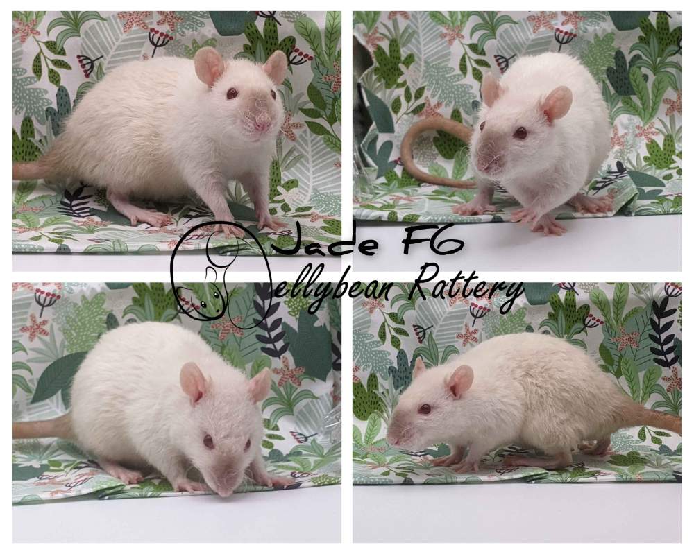 Fancy rat Pet only Rattus norvegicus 