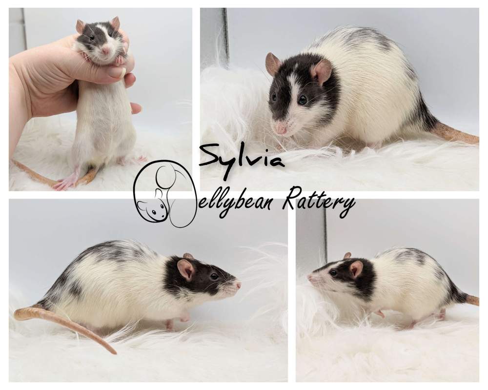 Fancy rat Retired Rattus norvegicus 