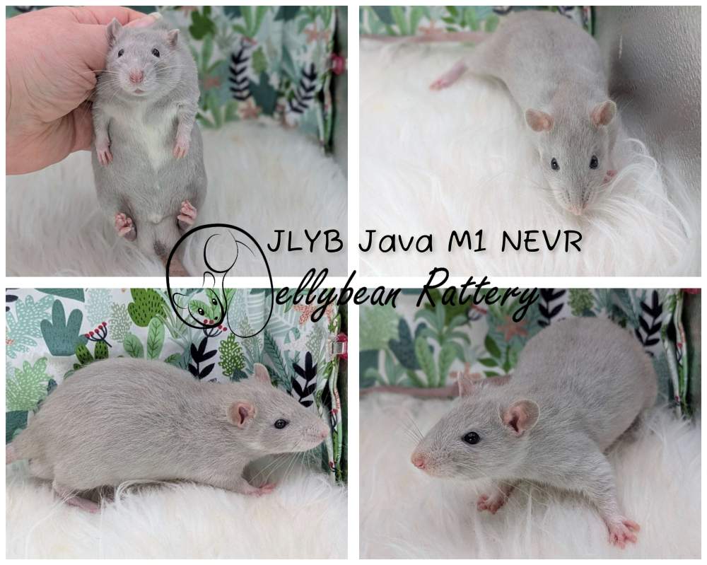 Fancy rat Breeder Rattus norvegicus 