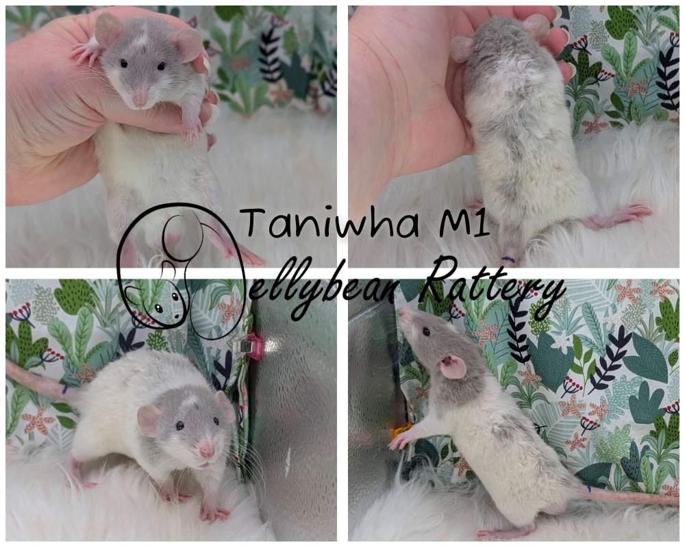 Fancy rat Pet only Rattus norvegicus 