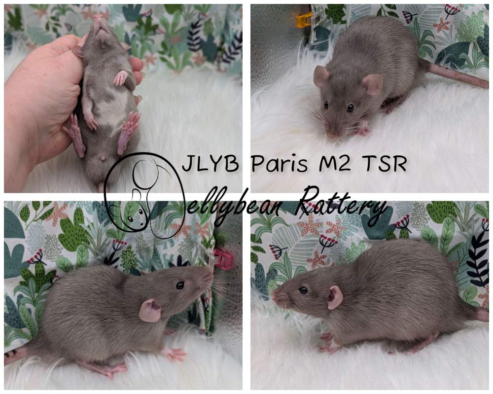 Fancy rat Pet only Rattus norvegicus 