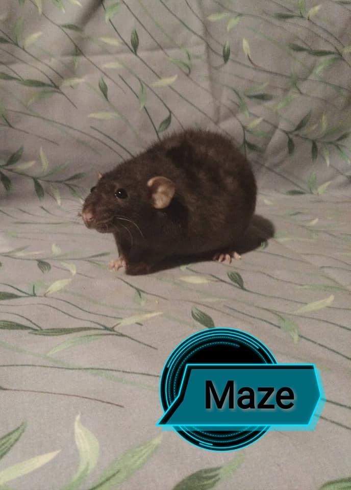 Fancy rat Retired Rattus norvegicus 