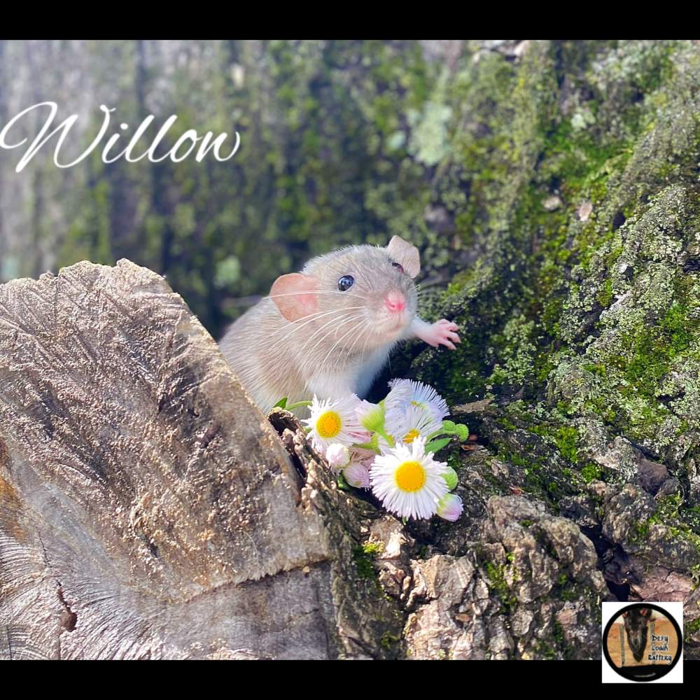 Fancy rat Breeder Rattus norvegicus 