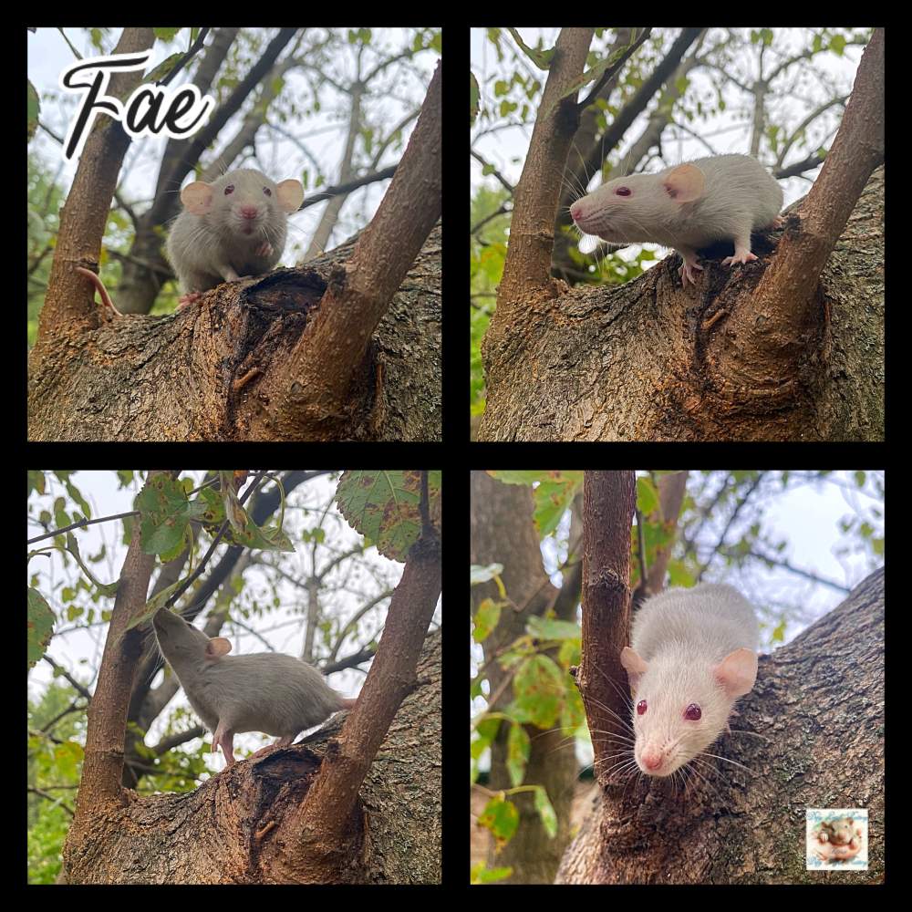 Fancy rat Owned by other Rattus norvegicus 