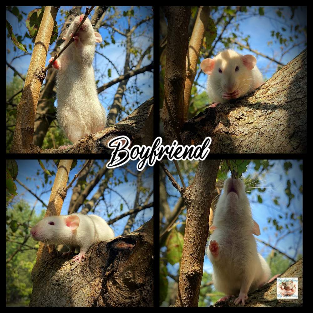 Fancy rat Owned by other Rattus norvegicus 