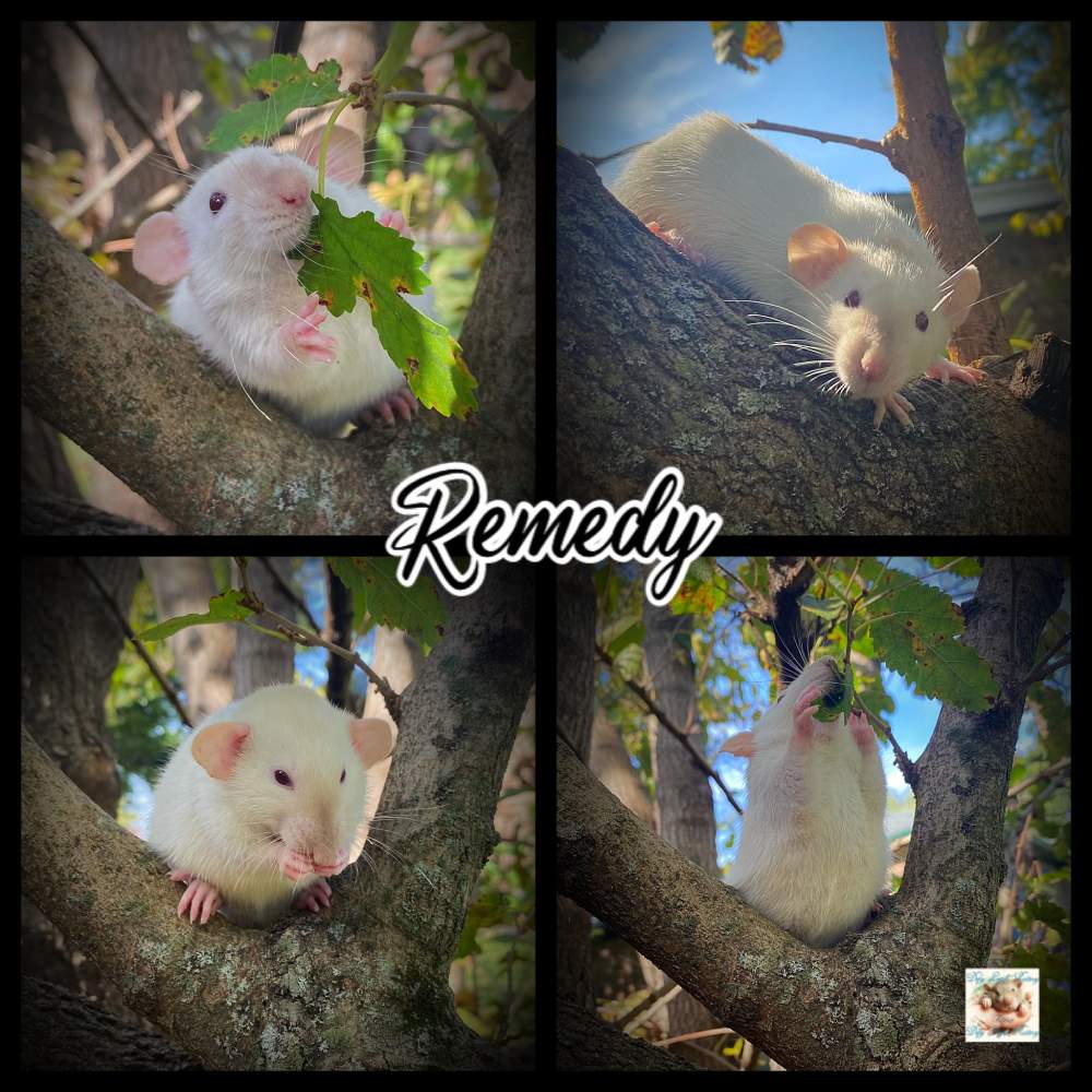 Fancy rat Breeder Rattus norvegicus 