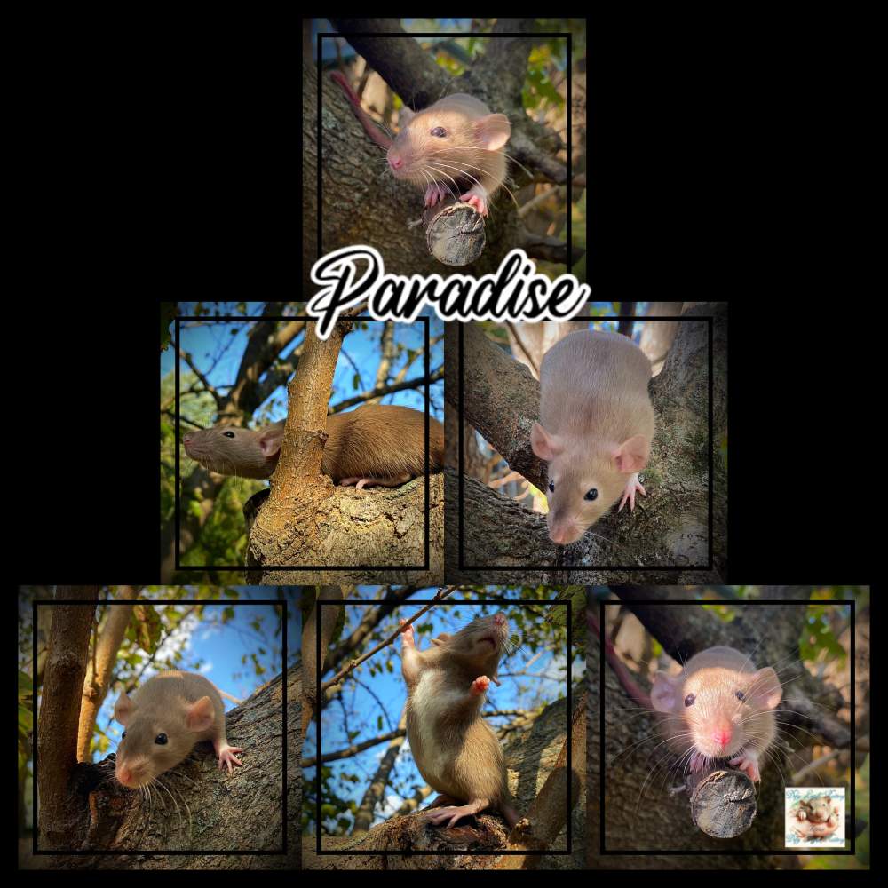Fancy rat Breeder Rattus norvegicus 