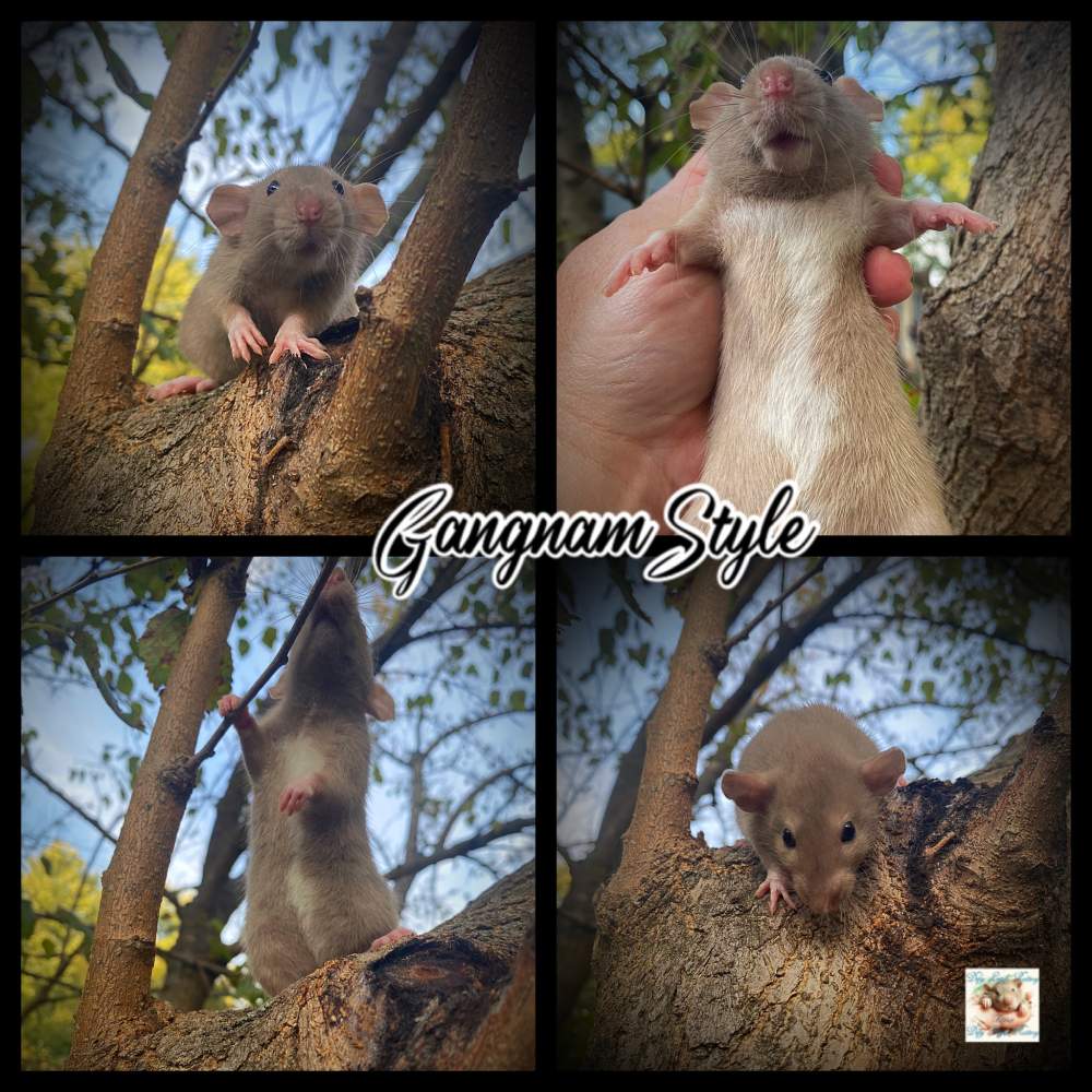 Fancy rat Owned by other Rattus norvegicus 