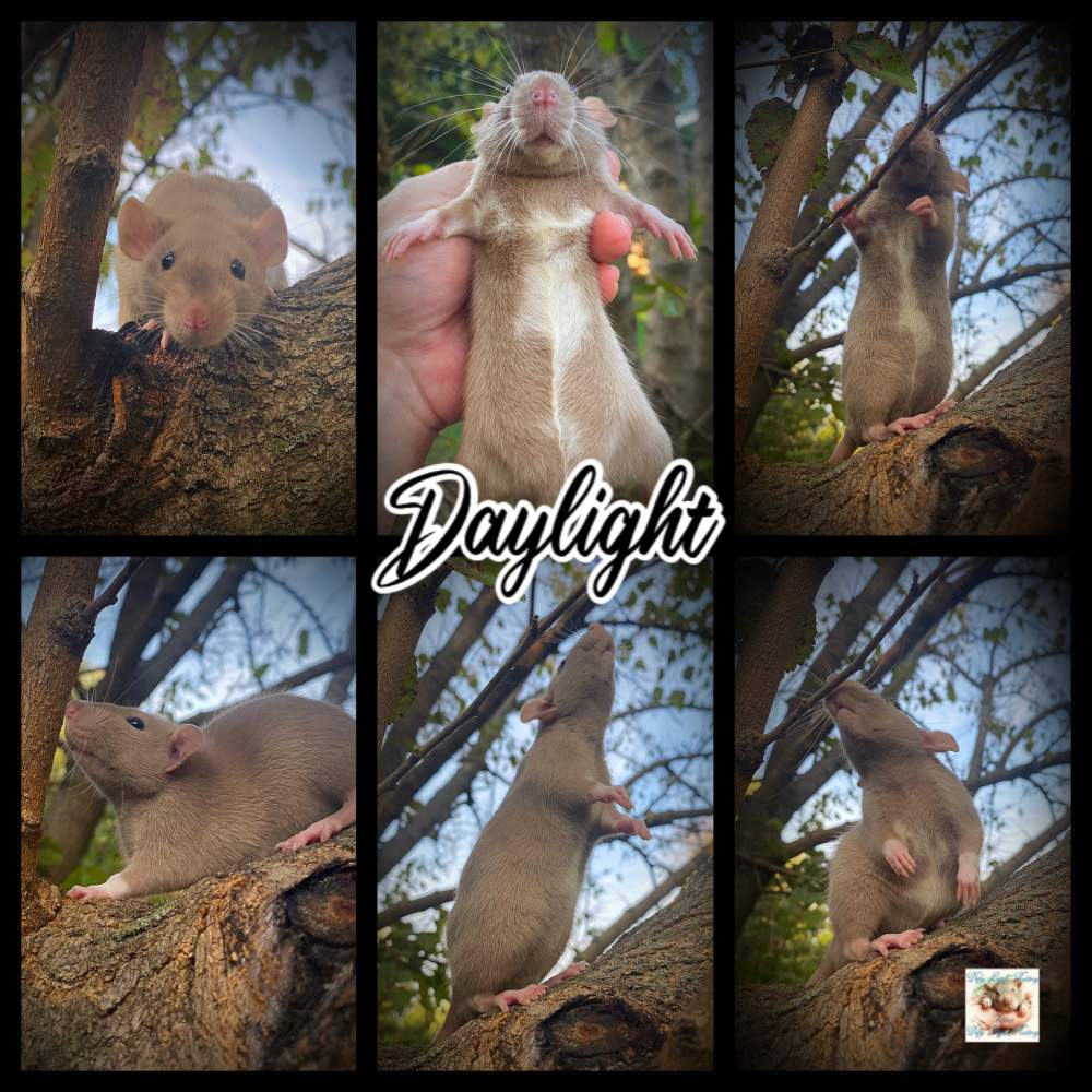 Fancy rat Owned by other Rattus norvegicus 