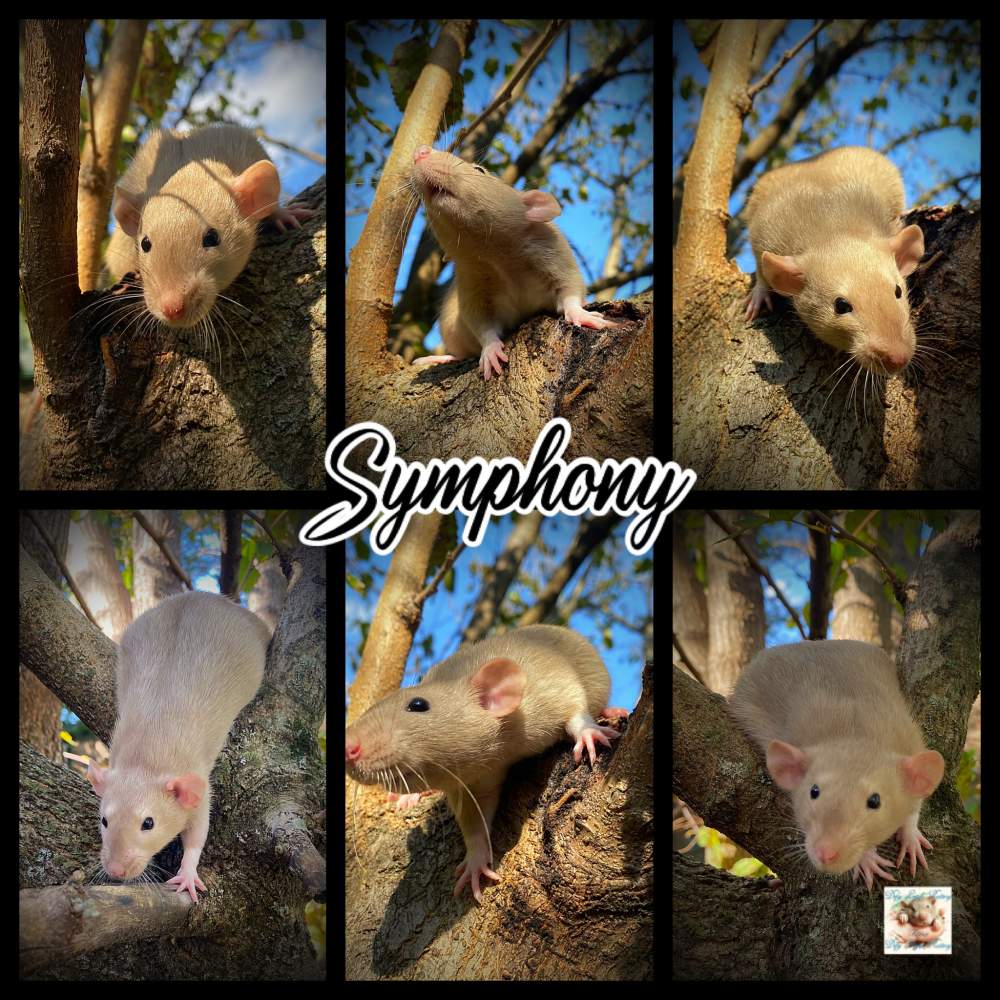 Fancy rat Owned by other Rattus norvegicus 