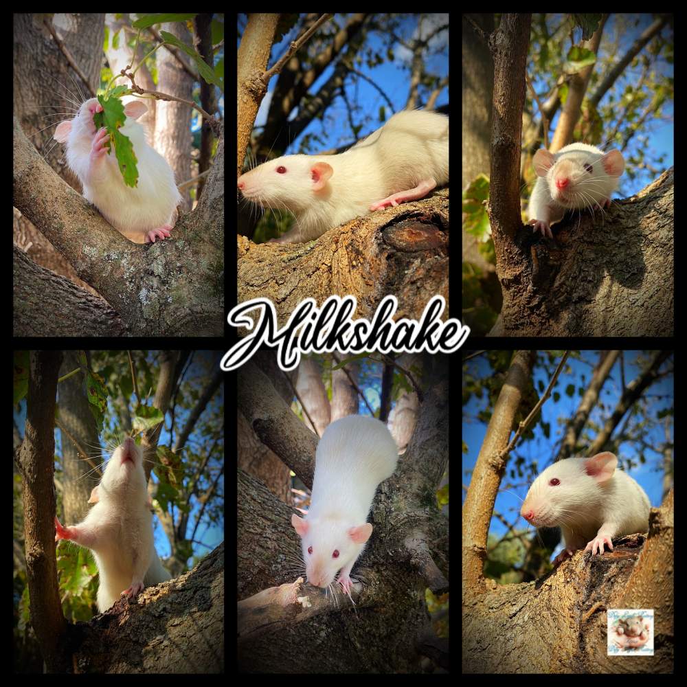 Fancy rat Owned by other Rattus norvegicus 