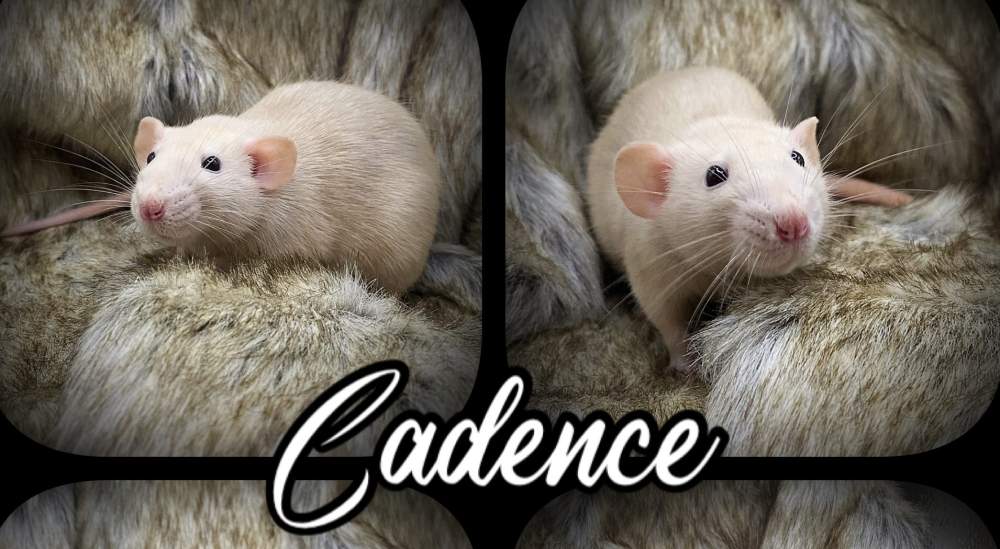 Fancy rat Owned by other Rattus norvegicus 