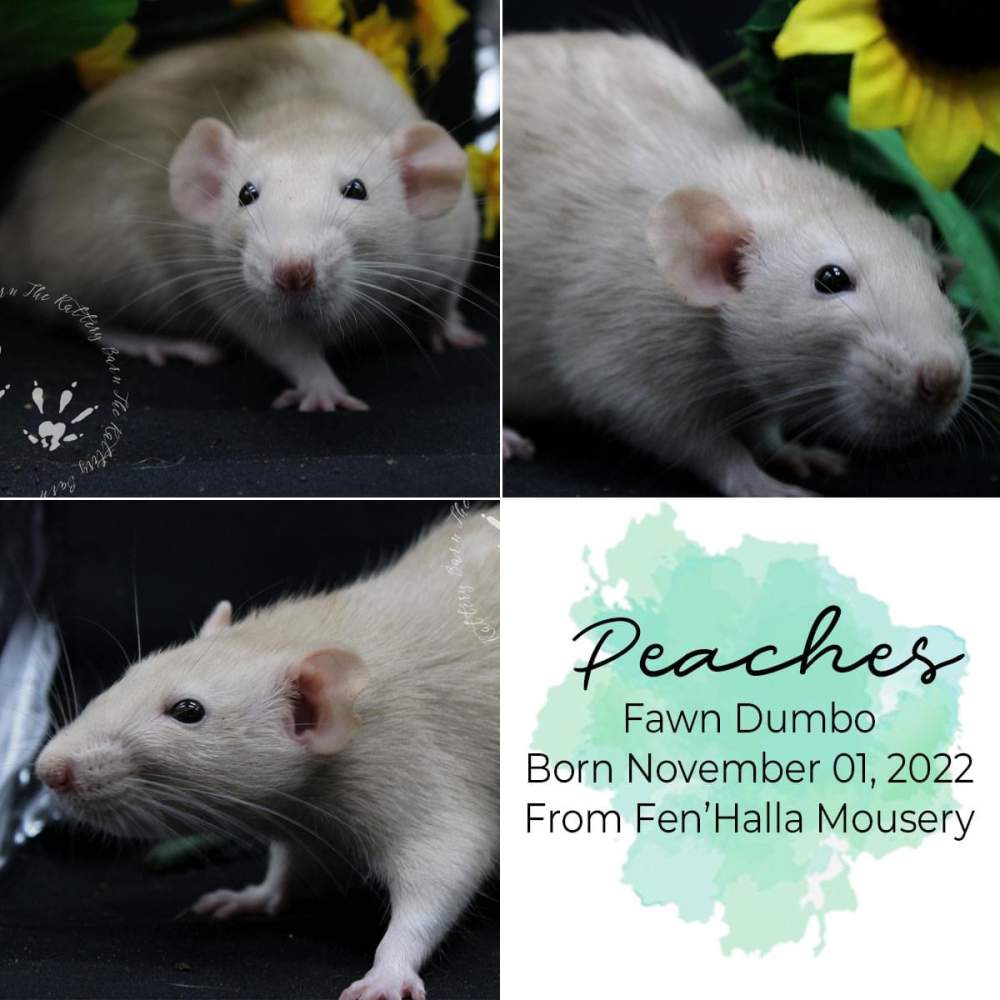 Fancy rat Owned by other Rattus norvegicus 