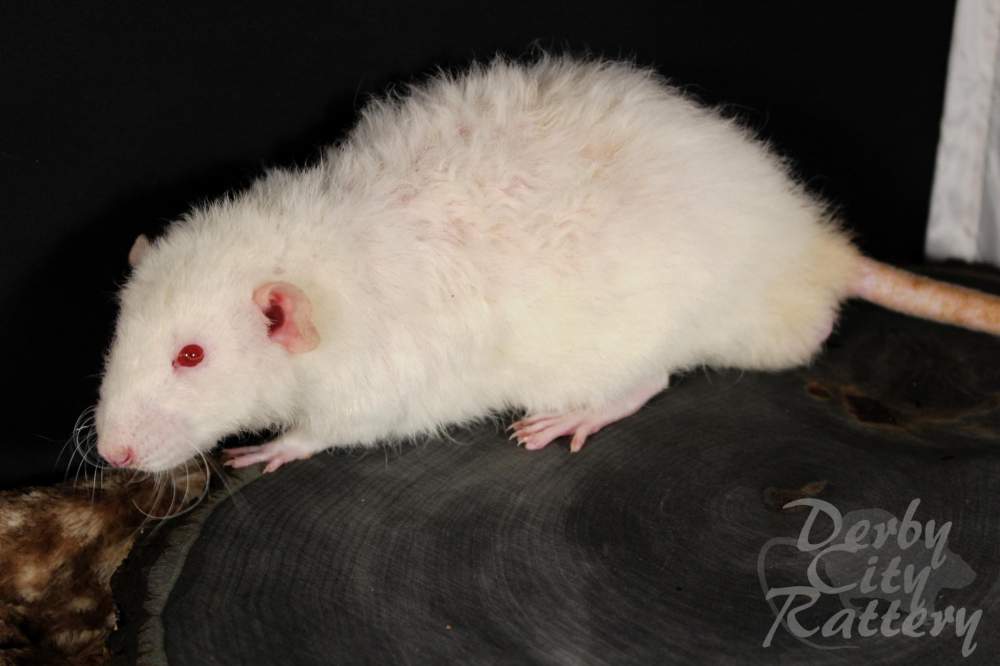 Fancy rat Owned by other Rattus norvegicus 