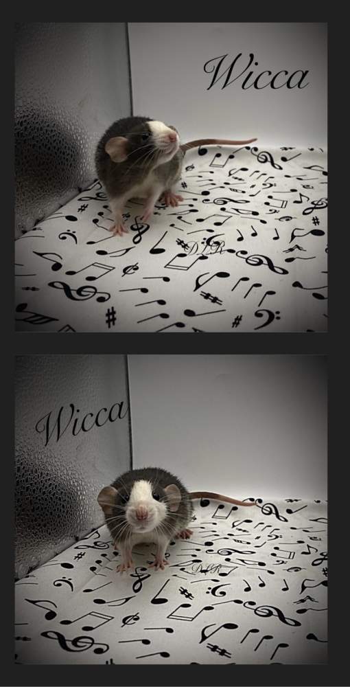 Fancy rat Owned by other Rattus norvegicus 