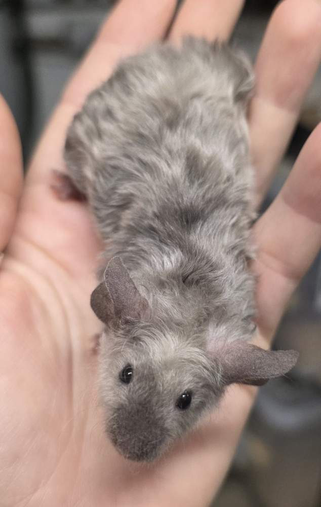 Fancy mouse Pet only Mus musculus 