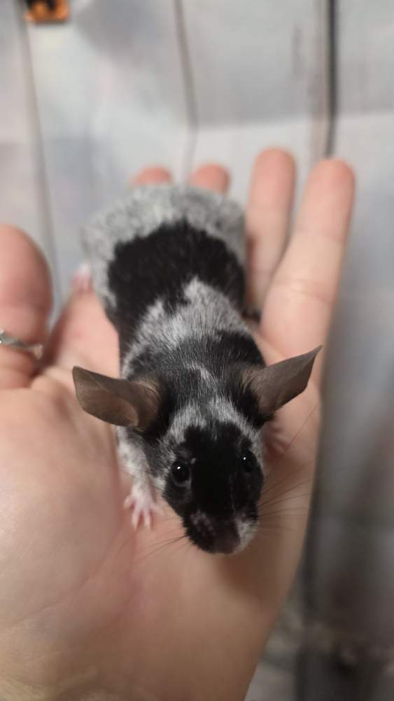 Fancy mouse Pet only Mus musculus 