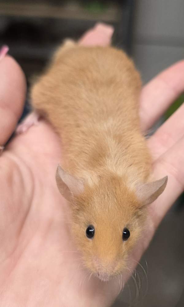 Fancy mouse Pet only Mus musculus 