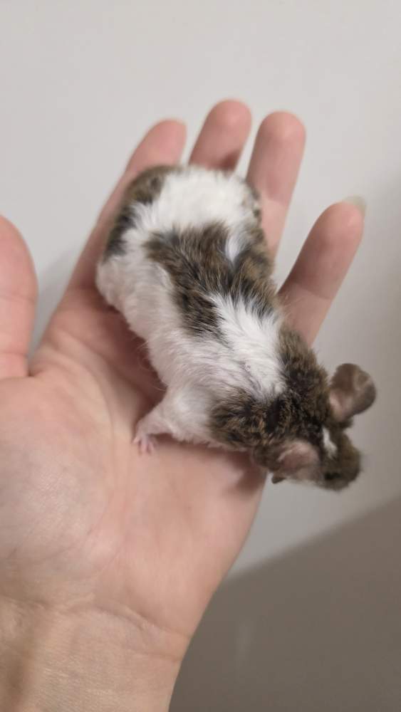 Fancy mouse Pet only Mus musculus 