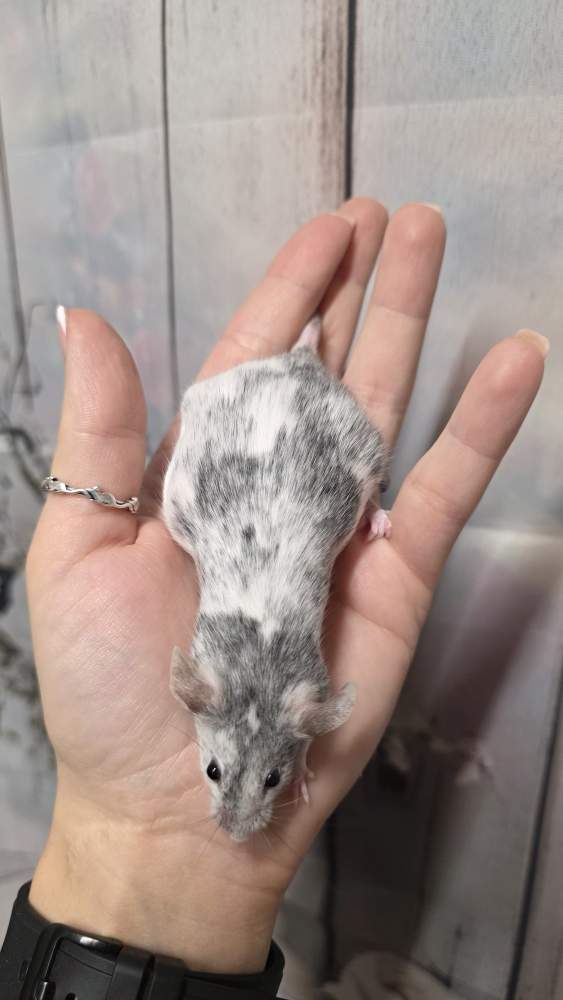 Fancy mouse Pet only Mus musculus 