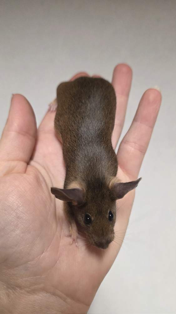 Fancy mouse Pet only Mus musculus 