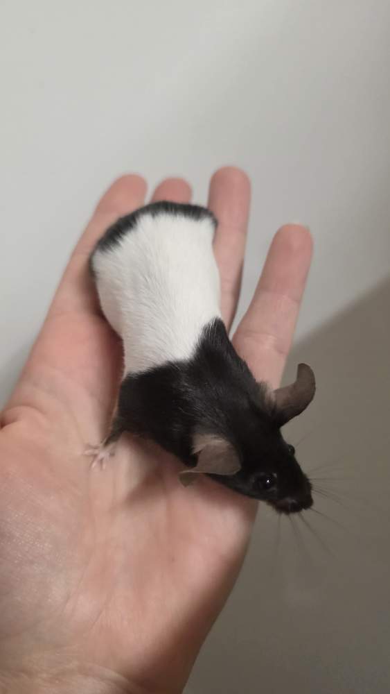 Fancy mouse Pet only Mus musculus 