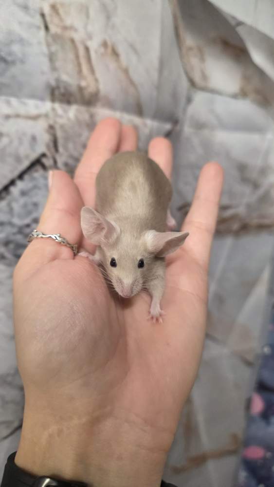 Fancy mouse Pet only Mus musculus 