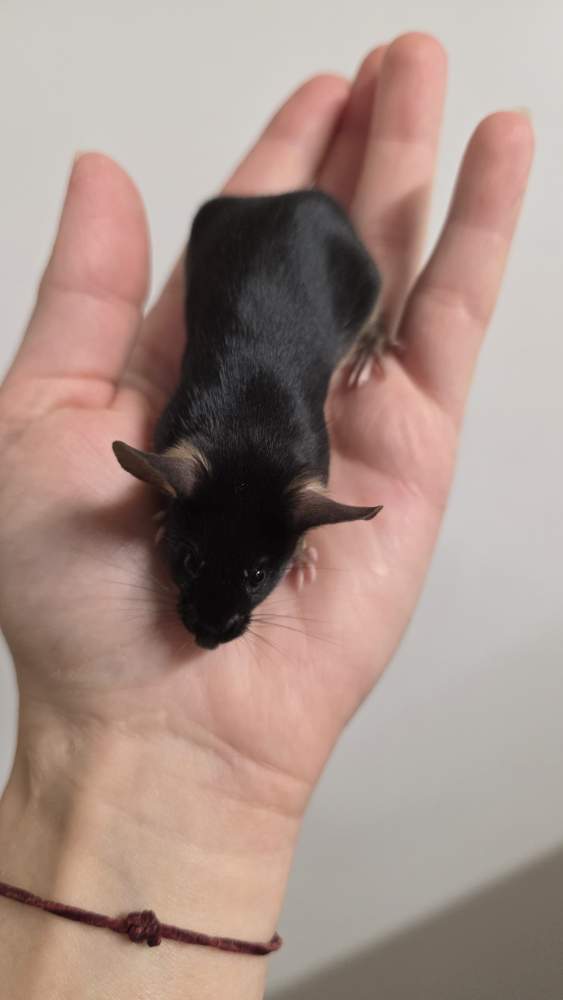 Fancy mouse Pet only Mus musculus 
