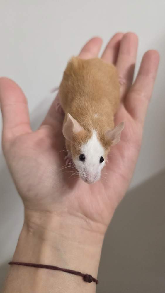 Fancy mouse Pet only Mus musculus 
