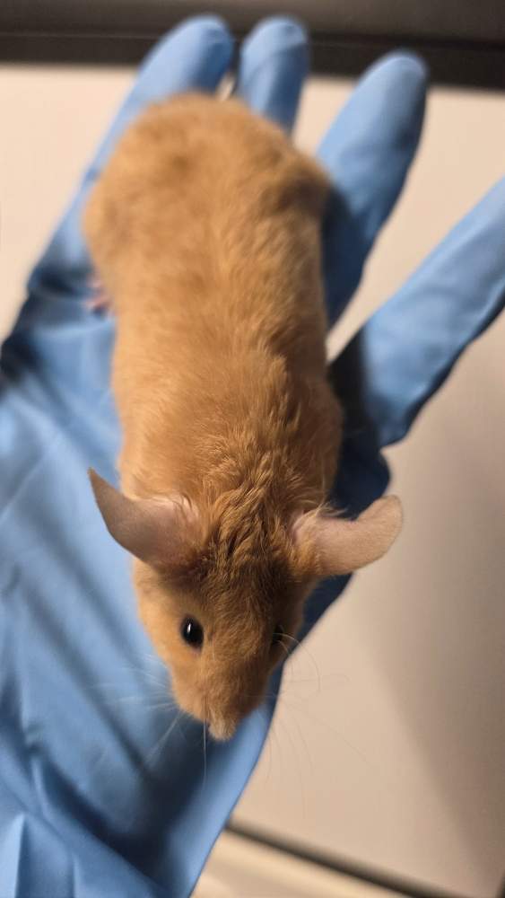 Fancy mouse Pet only Mus musculus 