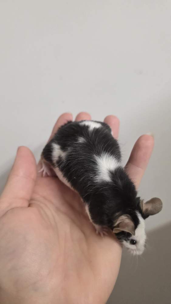 Fancy mouse Pet only Mus musculus 