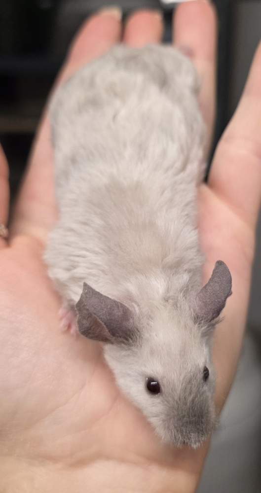 Fancy mouse Pet only Mus musculus 