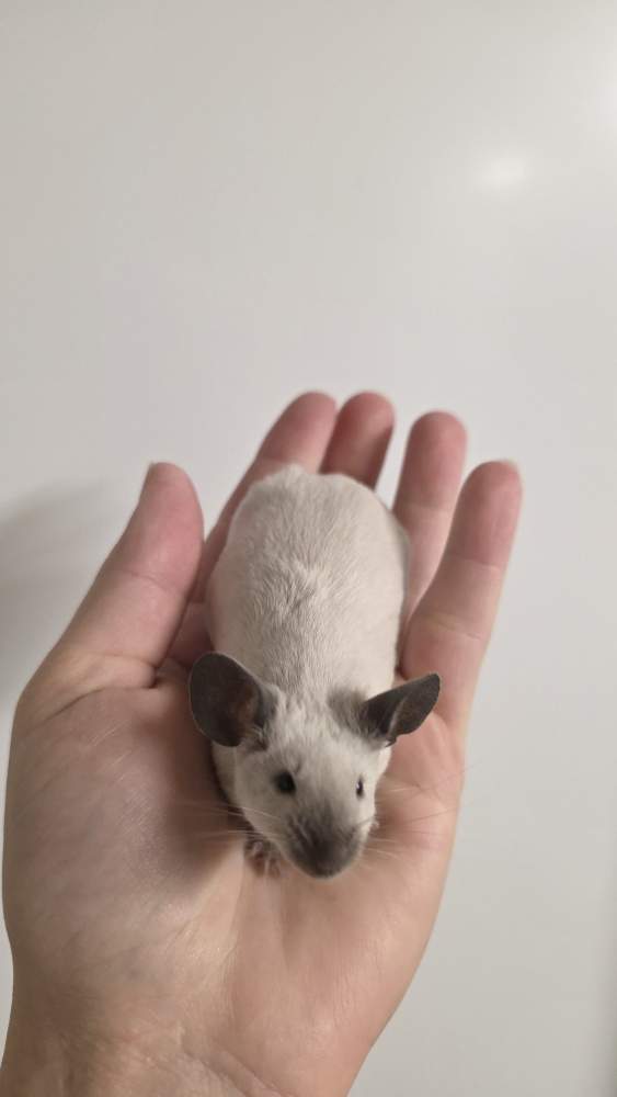 Fancy mouse Pet only Mus musculus 