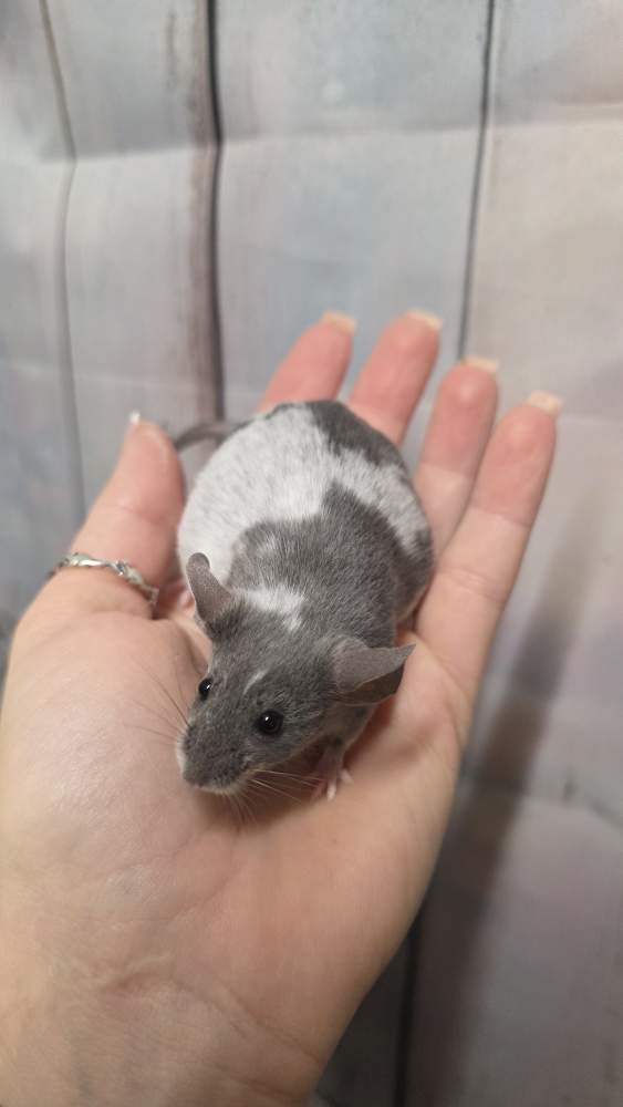 Fancy mouse Pet only Mus musculus 