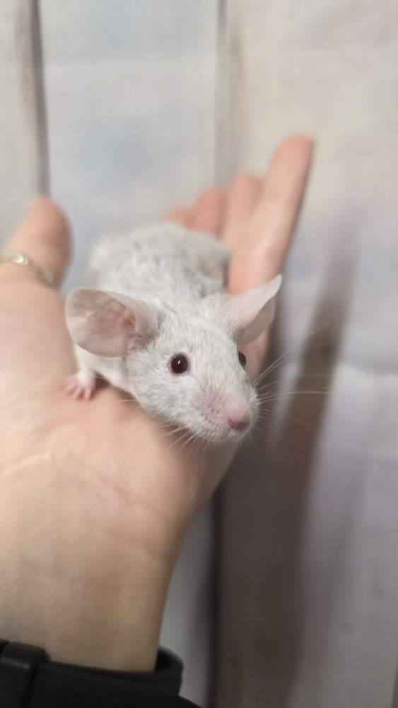 Fancy mouse Pet only Mus musculus 