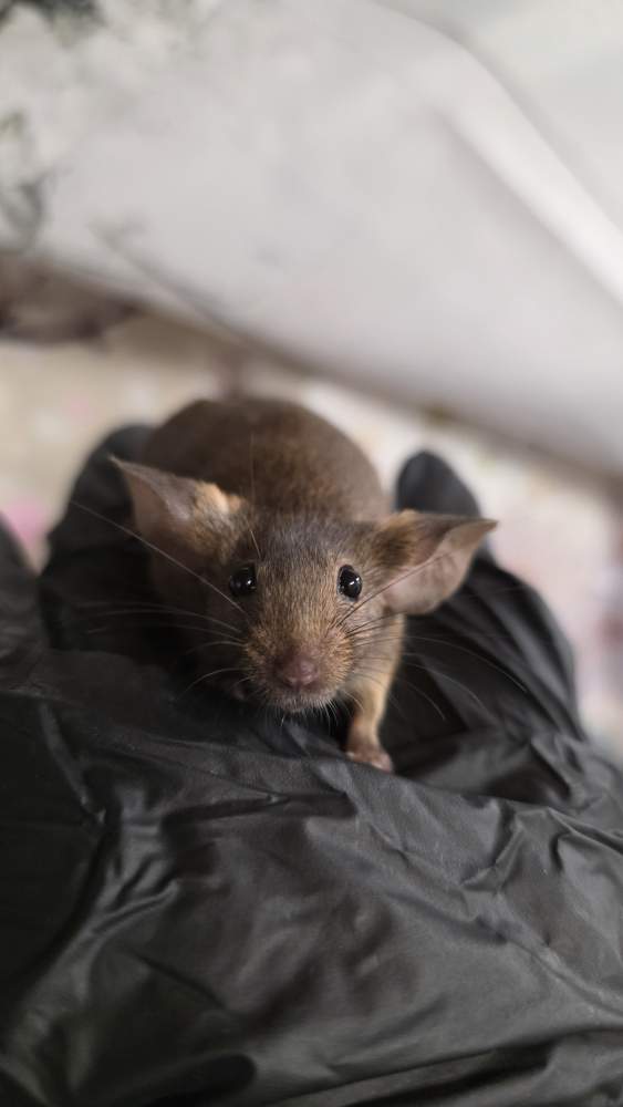Fancy mouse Pet only Mus musculus 