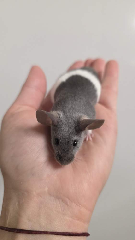 Fancy mouse Pet only Mus musculus 