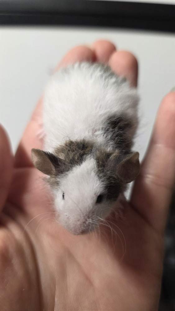 Fancy mouse Pet only Mus musculus 